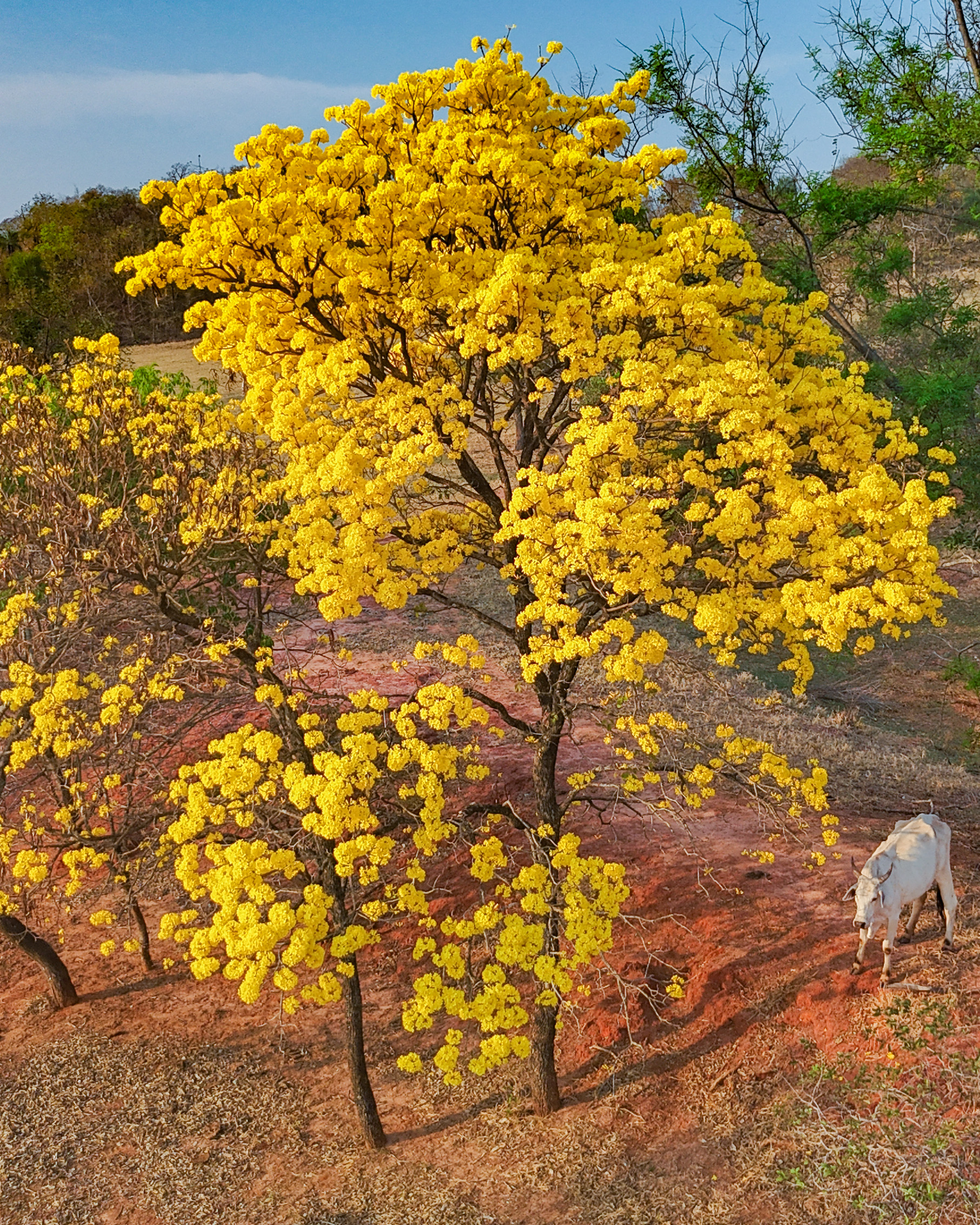 Portfólio Fernando - Imagem 2